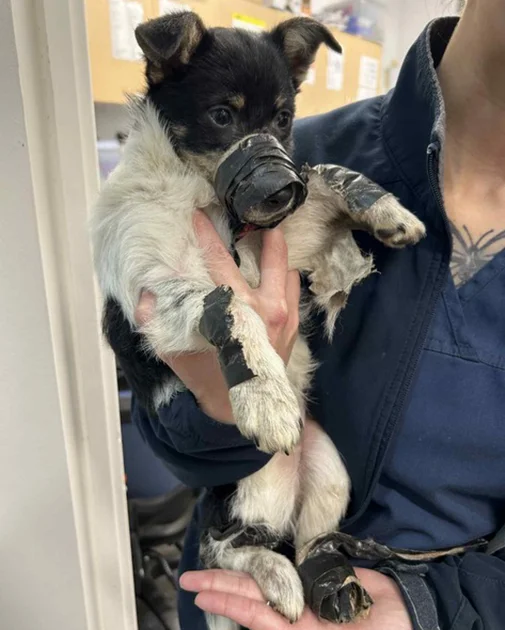 puppies abandoned