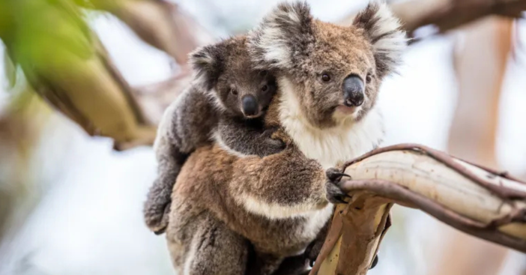 koala
