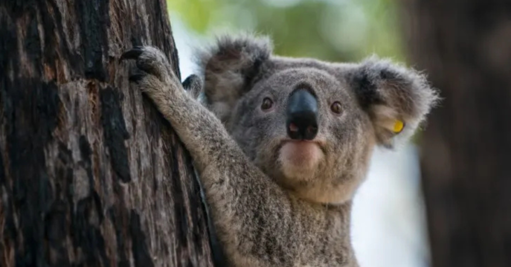 koala