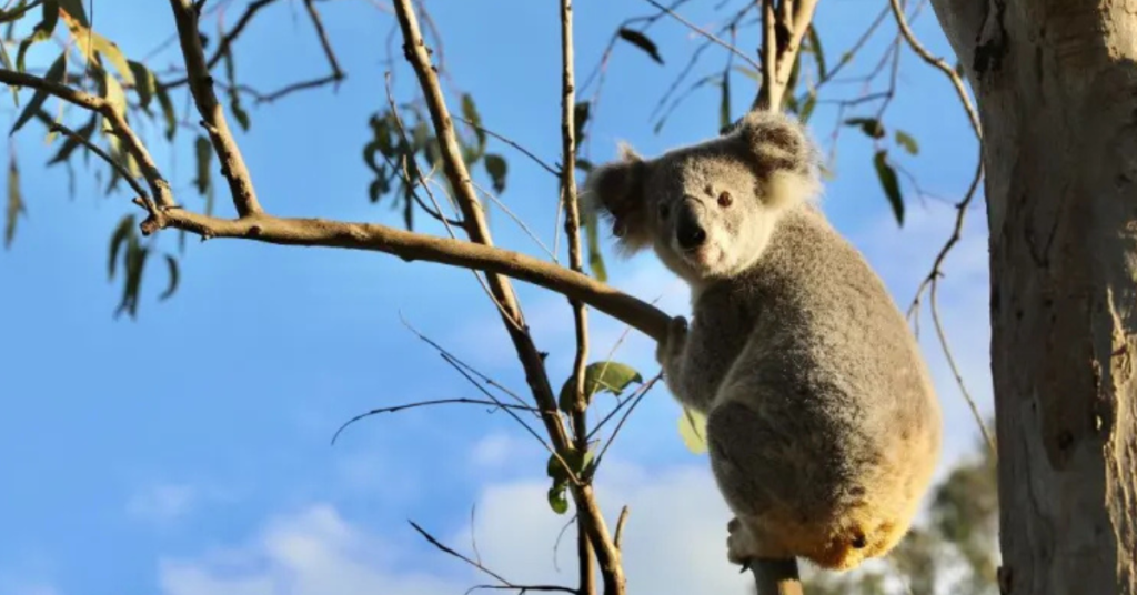 koala