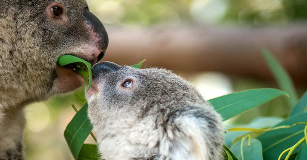 koala