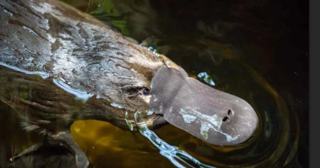 platypus