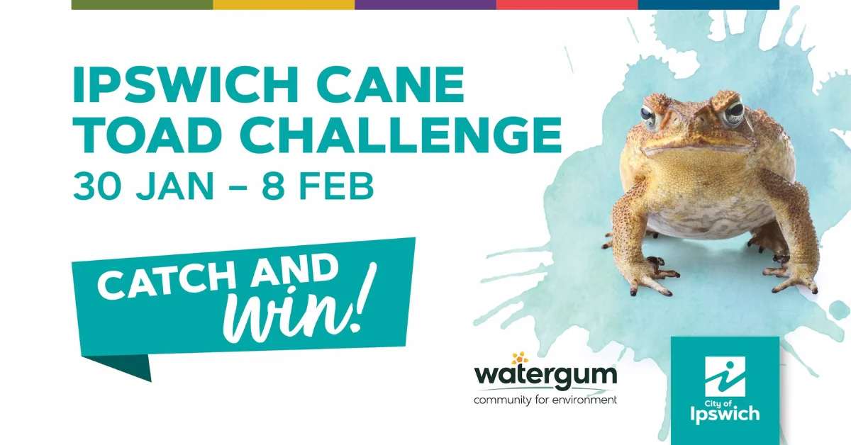 Ipswich Cane Toad Challenge Invites Residents To Log Catches Online
