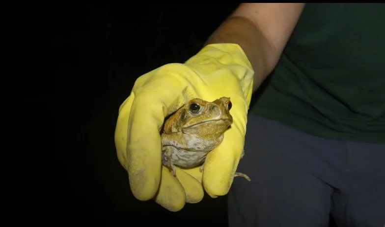  invasive species control