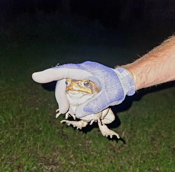 Ipswich cane toad challenge

